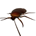 Cockroach model